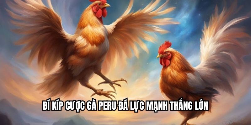 Bí kíp cược gà Peru đá lực mạnh thắng lớn
