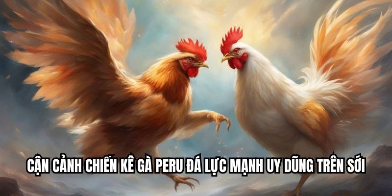 Cận cảnh chiến kê gà Peru đá lực mạnh uy dũng trên sới