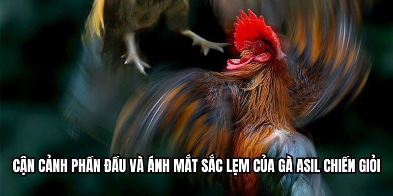 Cận cảnh phần đầu và ánh mắt sắc lẹm của gà Asil chiến giỏi