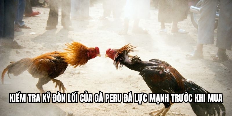 Kiểm tra kỹ đòn lối của gà Peru đá lực mạnh trước khi mua