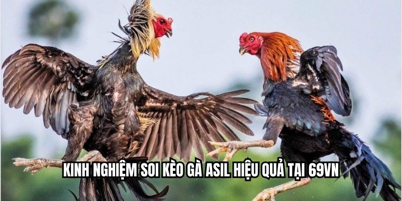 Kinh nghiệm soi kèo gà Asil hiệu quả tại SHBET