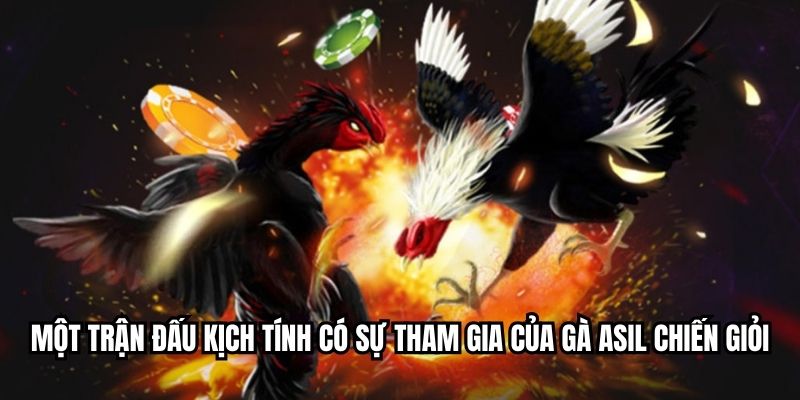 Một trận đấu kịch tính có sự tham gia của gà Asil chiến giỏi