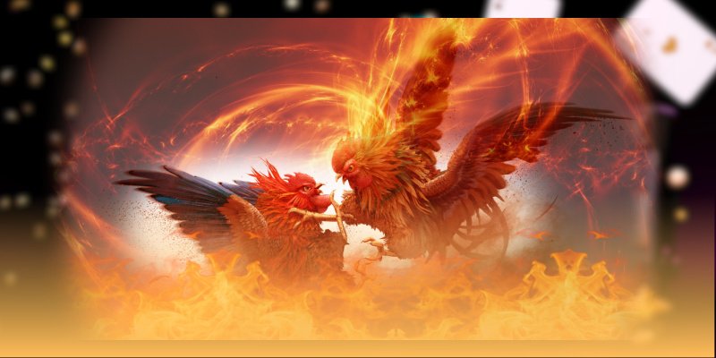 Tham quan hệ thống đá gà SHBET minh bạch