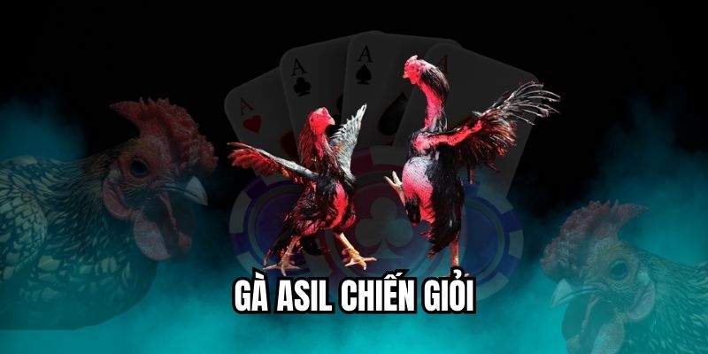 gà Asil chiến giỏi