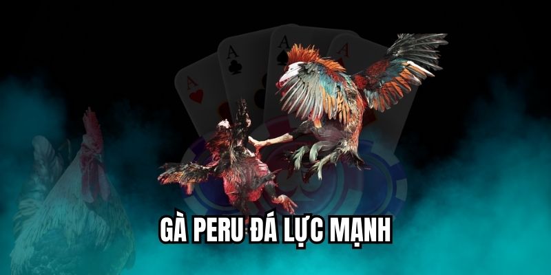 gà Peru đá lực mạnh